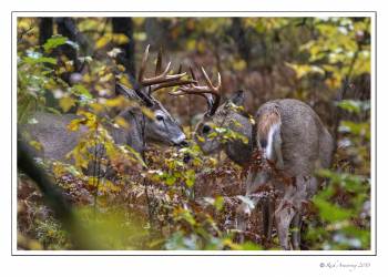 white-tailed bucks sparring copy.jpg